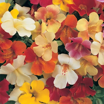 Mimulus x hybridus 'Magix Mix' - bohócvirág - CS9