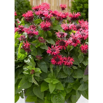 Monarda hybrida 'Bee Happy' - méhbalzsam - CS14