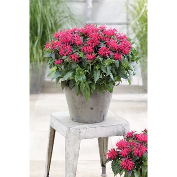 Monarda didyma 'Balmy Rose' - méhbalzsam - CS12