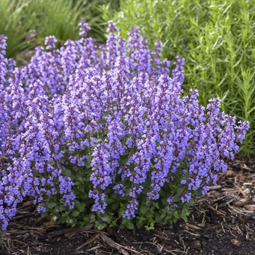 Nepeta faassenii 'Cat’s Pajamas Blue' - macskamenta - CS12