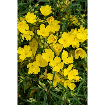 Oenothera fruticosa 'Africa Sun' - ligetszépe - CS15