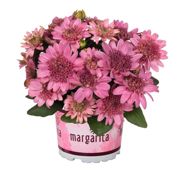Osteospermum ecklonis 'Margarita Double Pink' - cseppecske virág - CS12
