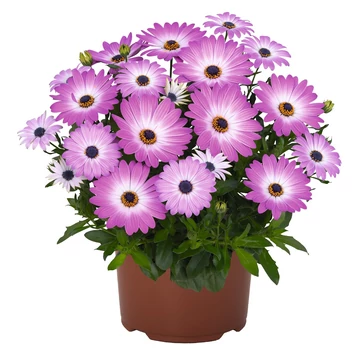Osteospermum ecklonis 'Margarita Pink Flare' - cseppecske virág - CS12