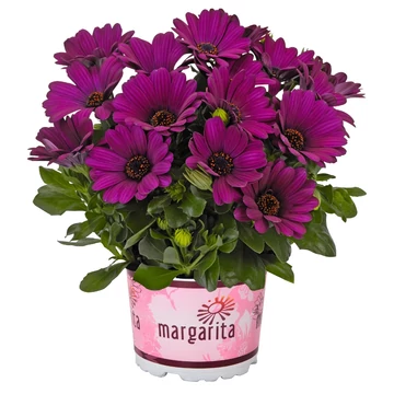 Osteospermum ecklonis 'Margarita Purple' - cseppecske virág - CS12