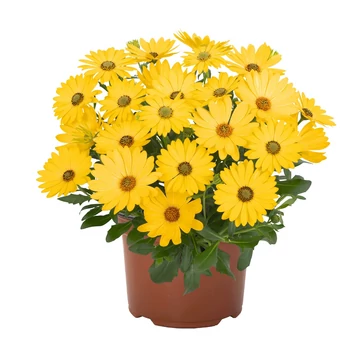 Osteospermum ecklonis 'Margarita Yellow' - cseppecske virág - CS12