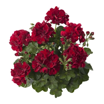 Pelargonium peltatum 'Sunflair Dark Red/Ruben' - félfutó muskátli - CS12