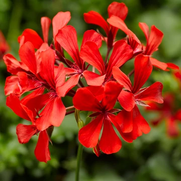 Pelargonium peltatum 'Super Cascade Red' – Tiroli félfutó muskátli - CS12
