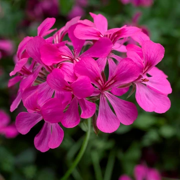 Pelargonium peltatum 'Super Cascade Rose Imp.' – Tiroli félfutó muskátli - CS12