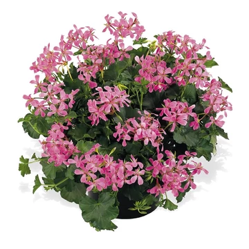 Pelargonium peltatum 'Ville De Paris Lilac' – tiroli, futómuskátli - CS12