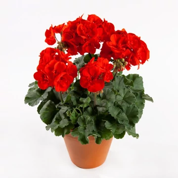 Pelargonium zonale 'Grandeur Classic Orange' – bokor vagy álló muskátli - CS12