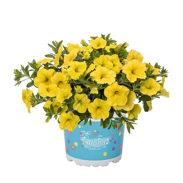 Petunia calibrachoa 'Aloha Kona Yellow' - mini virágú petúnia - CS12