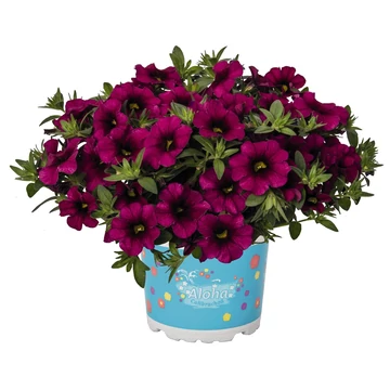 Petunia calibrachoa 'Aloha Kona Neon' - mini virágú petúnia - CS12