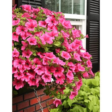 Petunia surfinia 'Hot Pink' - petúnia - CS12