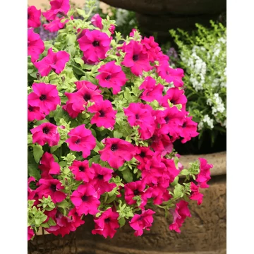 Petunia surfinia 'Purple' - petúnia - CS12