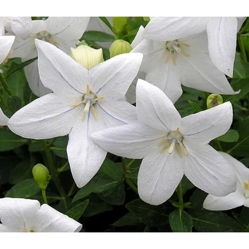 Platycodon grandiflorus 'Astra White' - léggömbvirág - CS12
