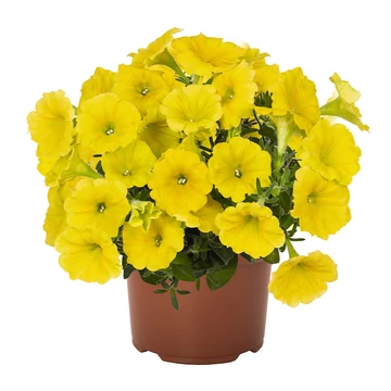 Petunia hybrida 'Canary Yellow' - petúnia - CS12