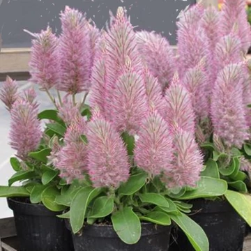 Ptilotus exaltatus 'Joej' - rózsaszín mula-mula