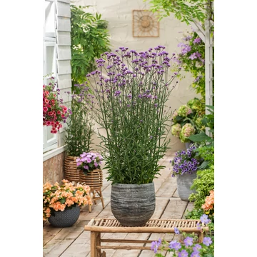 Verbena bonariensis 'Bonnie Blue' - ernyős verbéna - CS12
