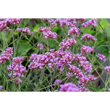 Verbena bonariensis 'Lollipop' - ernyős verbéna - CS12