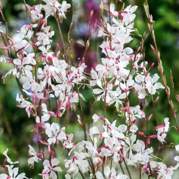 Gaura lindheimeri 'Gaudi White' - díszgyertya - CS12