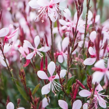 Gaura lindheimeri 'Graceful Pink' - évelő díszgyertya - CS12