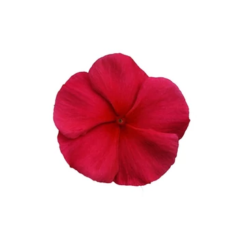 Catharanthus roseus 'Titan Dark Red' - vinca, vinka - CS9