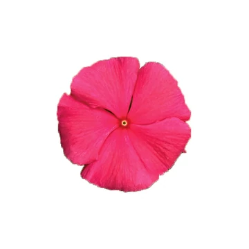 Catharanthus roseus 'Titan Punch' - vinca, vinka - CS9