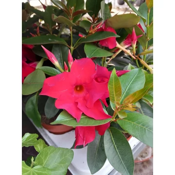 Mandevilla 'Red' - tölcsérjázmin - CS19