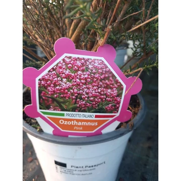 Ozothamnus diosmifolius - rizsvirág - CS15