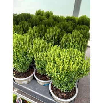 Thuja occidentalis 'Teddy' - törpe gömbtuja - CS9