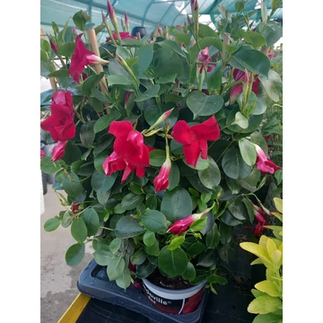 Mandevilla 'Red' - tölcsérjázmin - CS17