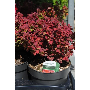 Berberis thunbergii 'Ruby Star' - borbolya - CS17