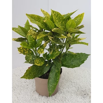 Aucuba japonica 'Variegata' - japán babér - CS17