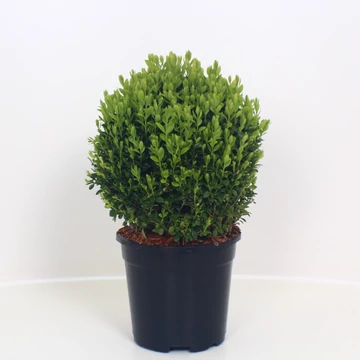 Buxus sempervirens - bukszus, puszpáng