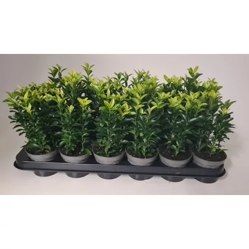 Euonymus japonicus  'Francien' - japán kecskerágó CS9