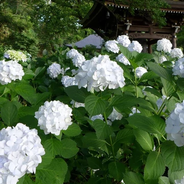 Hydrangea macrophylla 'Soeur Thérése' - kerti hortenzia - CS17