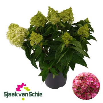 Hydrangea paniculata 'Pinky Promise' - bugás hortenzia - CS23