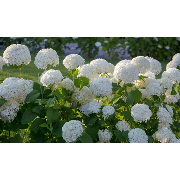 Hydrangea arborescens ‘Annabelle’ - Annabelle hortenzia - CS17