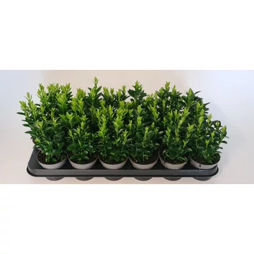 Euonymus japonicus 'Green Spire' - kecskerágó - CS9