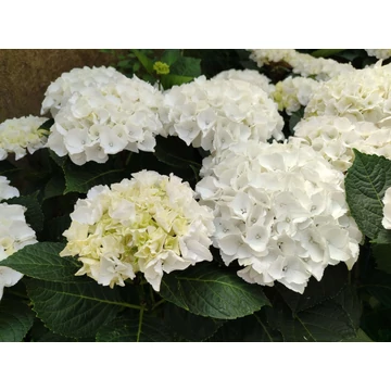 Hydrangea macrophylla 'White' - kerti hortenzia - CS15