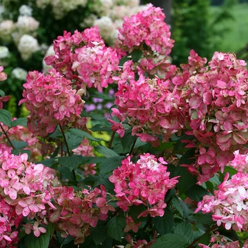 Hydrangea paniculata 'Firelight' - bugás hortenzia - CS19