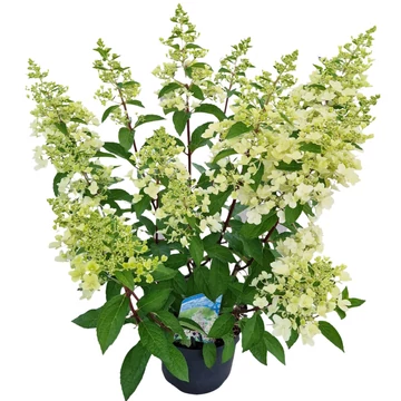Hydrangea paniculata 'Pinky Winky' - bugás hortenzia - CS26