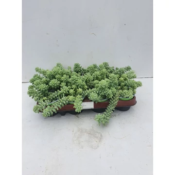 Sedum morganianum 'Burrito' - csüngő varjúháj - CS10,5