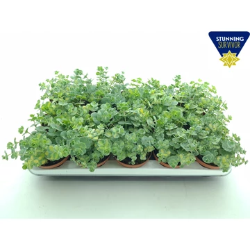 Sedum sieboldii 'Mediovariegatum' - októberi varjúháj -CS10,5