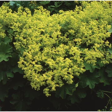 Alchemilla mollis 'Auslese' – lágyszőrű palástfű – CS12