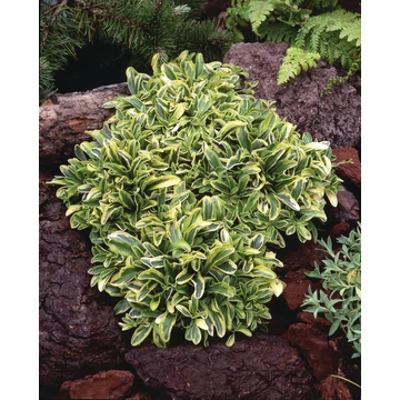 Arabis ferdinandi-coburgii 'Old Gold' – tarka levelű indás ikravirág – CS12