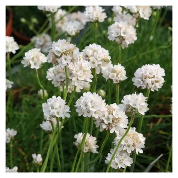 Armeria maritima 'Alba' – pázsitszegfű - CS12