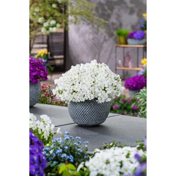 Aubrieta hybrida 'Axcent White' – pázsitviola - CS12