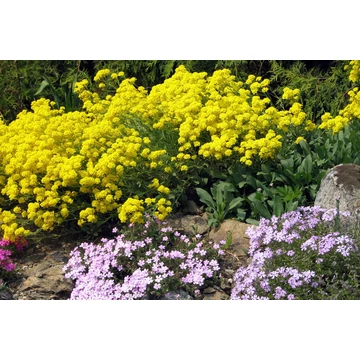 Aurinia saxatilis 'Summit' – szirti ternye – CS12