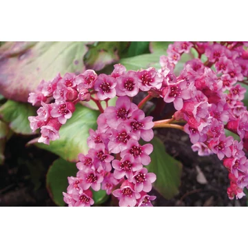 Bergenia cordifolia 'Rotblum' – szívlevelű bőrlevél - CS12